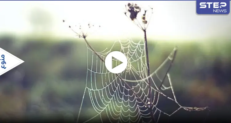 دراسة علمية تتوصل إلى ترجمة شبكة العنكبوت إلى ألحان موسيقية مرعبة تؤدي إلى التواصل مع العناكب: أخبار