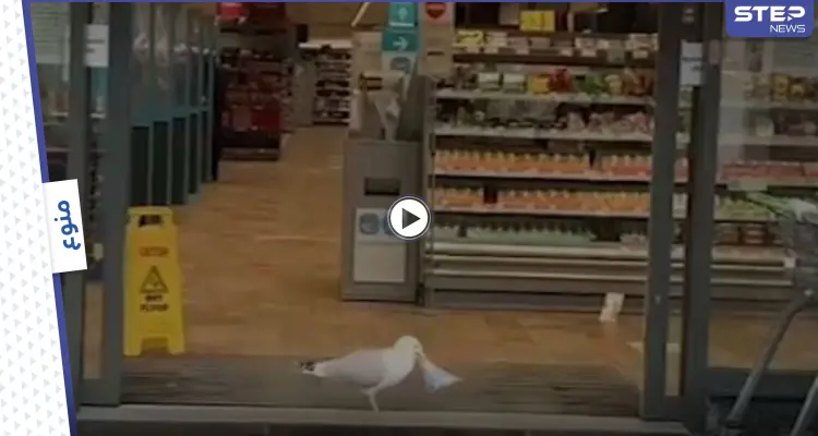 بالفيديو|| دخل بكل ثقة وسرق شطيرة.. عملية سطو ينفذها طائر النورس والعامل لا يستطيع إيقافه: أخبار