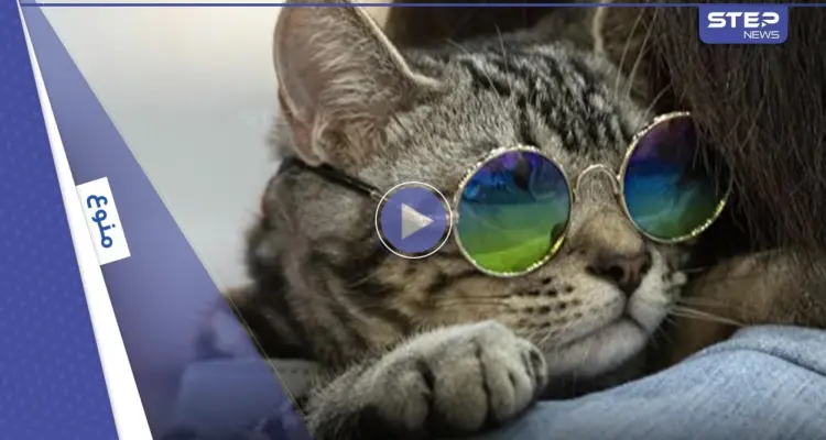 قطة تشعل الحرب بين دول العالم.. ما لا تعرفه عن لعبة "بوب كات" (فيديو وصور): أخبار