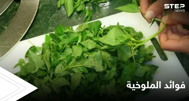 أوراق الملوخية.. فوائد ومحظورات صحية: أخبار