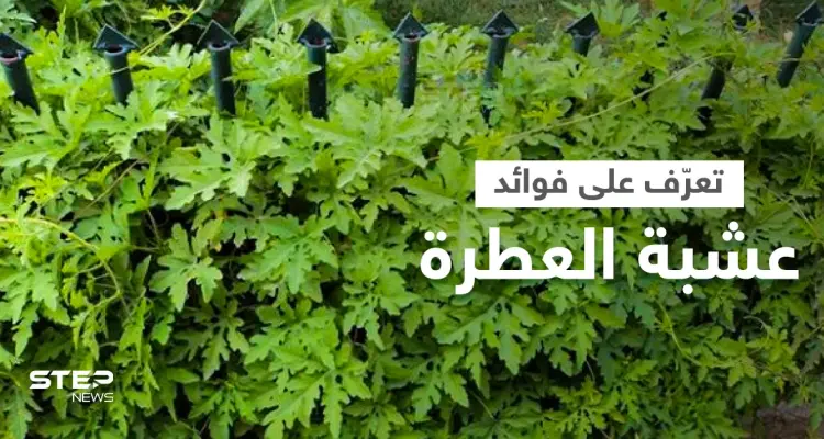 تعرف على فوائد عشبة العطرة لعلاج الالتهابات والتخلص من السموم وأعراضها الجانبية: أخبار