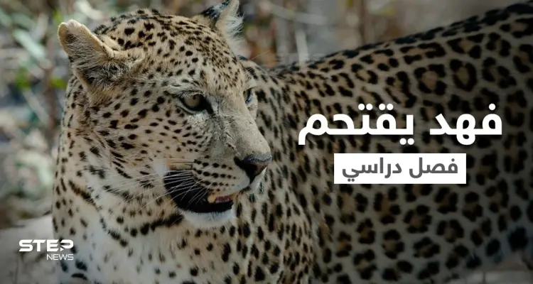 بالفيديو|| بطريقة متوحشة فهد يقتحم فصل دراسي ويكشر عن أنيابه ويثير الذعر بين الطلاب ويصيب أحدهم بجروح: أخبار