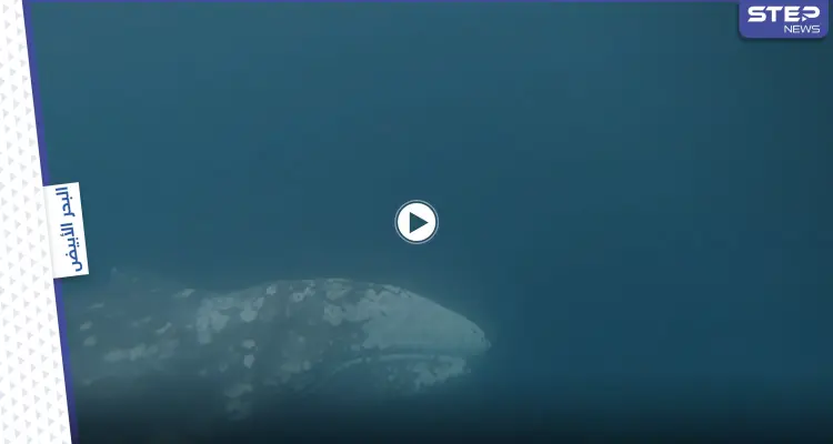 بالفيديو|| الحوت الرمادي التائه يدخل الموانئ بحثاً عن موطنه.. وخبراء يحذرون من مصيره بعد امتناعه من الطعام: أخبار