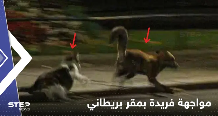 قط وثعلب.. مقر حكومة بريطانيا يشهد مواجهة فريدة من نوعها: أخبار