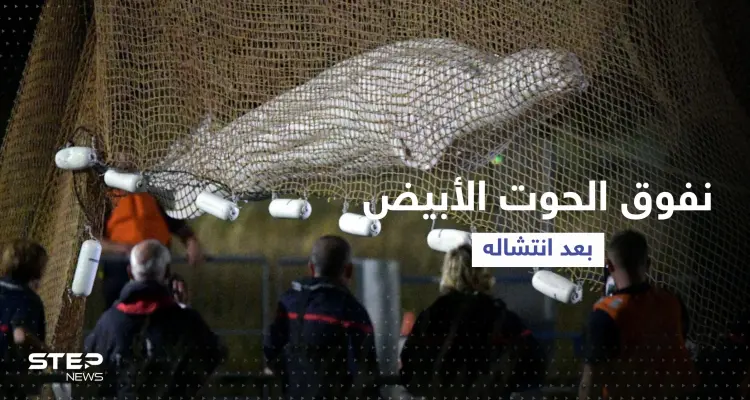 بالفيديو || نفوق الحوت الأبيض بعد انتشاله من نهر السين: أخبار