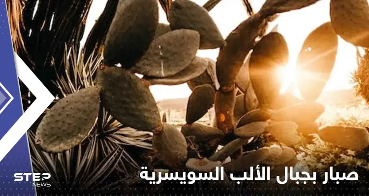 صحيفة: العثور على نبتة تنذر بكارثة مناخية على جبال الألب السويسرية: أخبار