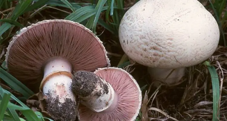 وفاة امرأة وإصابة آخرين جرّاء تناول الفطر السام بمدينة طرطوس، والتفاصيل!!: أخبار