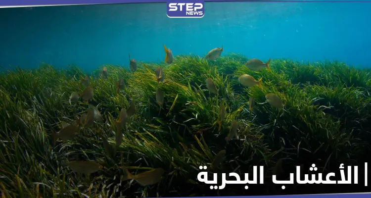فوائد الأعشاب البحرية وخواصها الصحية و استخداماتها الجمالية للبشرة والشعر: أخبار
