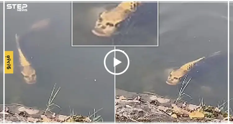 شاهد بالفيديو|| سمكة بوجه ذو ملامح إنسانية تثير استغراب العالم: أخبار