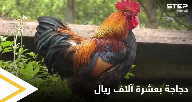 الدجاجة الثمينة.. وصل سعرها 10 آلاف ريال في مكة ومصادر تكشف الأسباب: أخبار