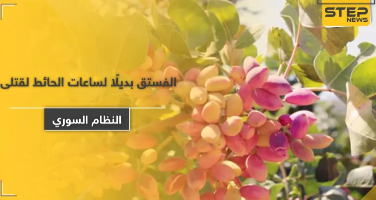 النظام السوري يستولي على محاصيل الفستق الحلبي بـ كفرزيتا وجنوبي إدلب.. مليارات الليرات ستذهب لأسر قتلاه!: أخبار