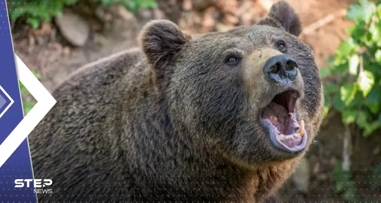 شاهد|| هرب من قفص الشحن.. دب يثير الهلع بين المسافرين على متن طائرة عراقية: أخبار