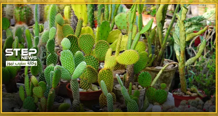 11 نوع من أنواع الصبار المنزلي .. لاتتطلب مجهود للعناية بها: أخبار