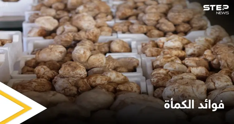 الكمأة.. فوائد صحية عديدة في ثمرة نادرة: أخبار