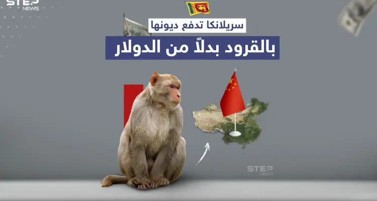 بعد تعثرها عن سداد ديونها.. سريلانكا تستعين بالقرود لتسديد قروضها للصين: أخبار