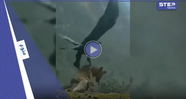 بالفيديو|| نسر يحمل ذئب ضخم من الأرض ويحلق به وسط عاصفة هوجاء في مشهد نادر: أخبار