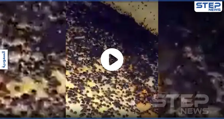 بالفيديو|| هجوم حشرات غريبة على منطقة سعودية بشكلٍ مفاجئ أثار خوف الأهالي والسلطات تتحرك: أخبار