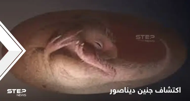 اكتشاف جنين ديناصور يتحضر للفقس على طريقة الطيور يدهش العلماء: أخبار