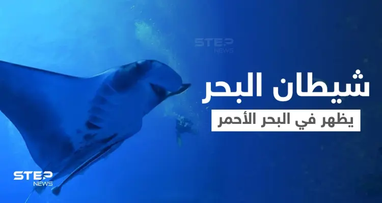 بالفيديو|| غواصو البحر الأحمر يلتقون بـ "شيطان البحر" ويوثقون مشاهد مذهلة في الأعماق: أخبار