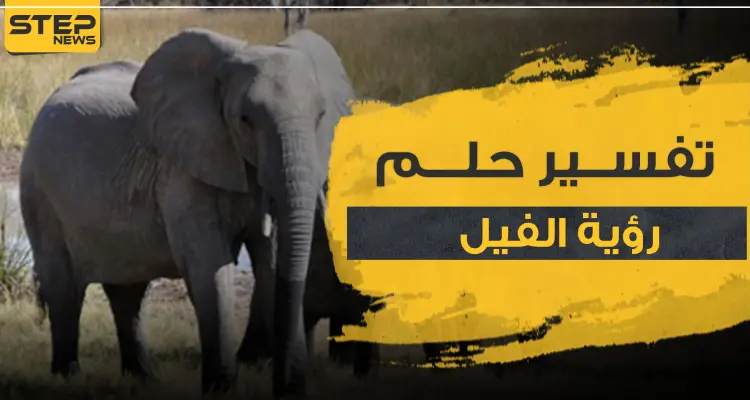 تفسير حلم الفيل بأكثر من 3 رواية وبعدة مواضع: أخبار