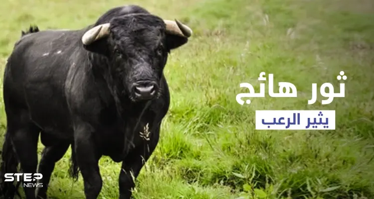 بالفيديو|| مواجهة عنيفة بالأسلحة النارية بين أهالي قرية باكستانية وثور أسود ضخم أثار رعبهم: أخبار