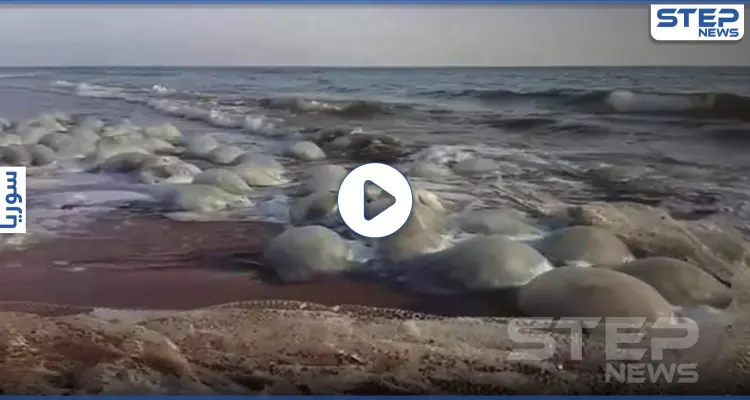 بالفيديو|| قناديل البحر تهاجم الساحل السوري.. ويتسبب بإصابات بالغة لرواده: أخبار