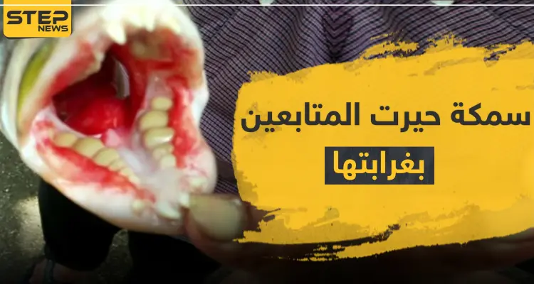 بالصور|| اكتشاف سمكة بأسنان بشرية تحيّر العلماء: أخبار
