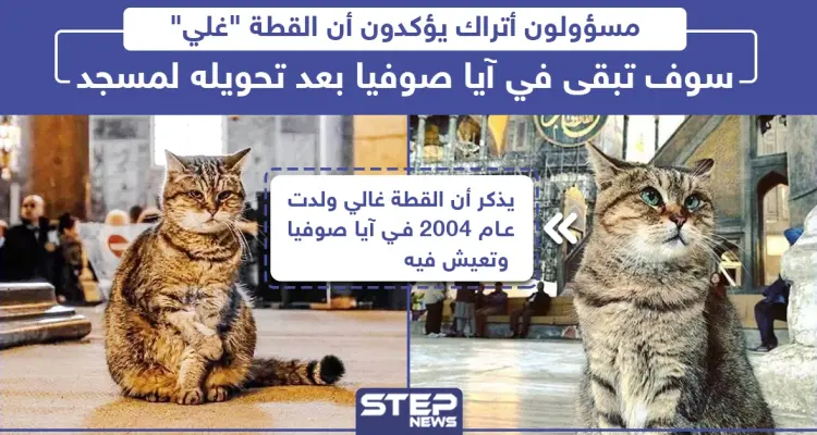 مسؤولون أتراك يؤكدون أن القطة "غلي" سوف تبقى في آيا صوفيا بعد تحويله لمسجد: أخبار