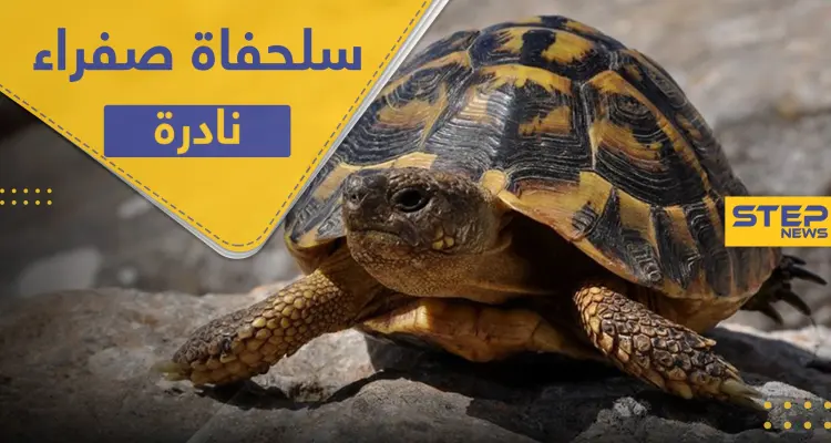 العثور على سلحفاة صفراء "نادرة" في الهند وخبير يكشف سبب لونها (فيديو): أخبار