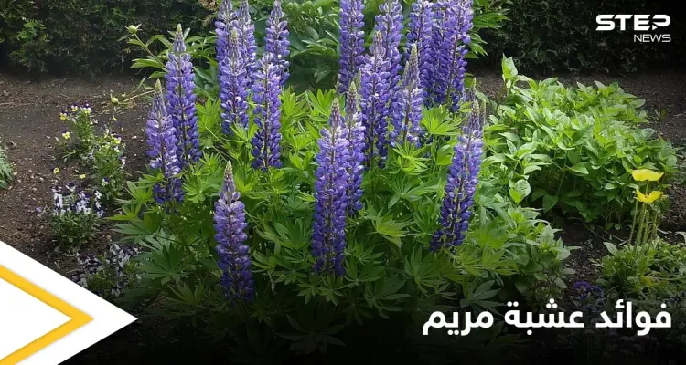 عشبة مريم.. صيدلية تحتوي على أنجح العلاجات وبديلة عن الأدوية الكيميائية: أخبار