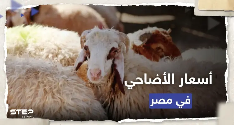 مع اقتراب عيد الأضحى.. أسعار الأضاحي في مصر 2023: أخبار