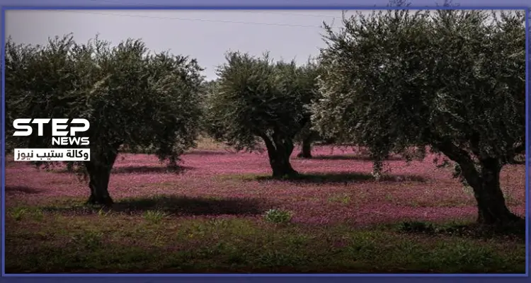 أسابيع قليلة حولّت أكبر ملّاكي الأراضي الزراعية جنوب إدلب لعامل بناء بأجرة زهيدة.. هذه قصة عبدو: أخبار