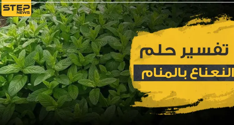 تفسير حلم النعناع بالمنام حسب المفسرين وبجميع الدلالات: أخبار
