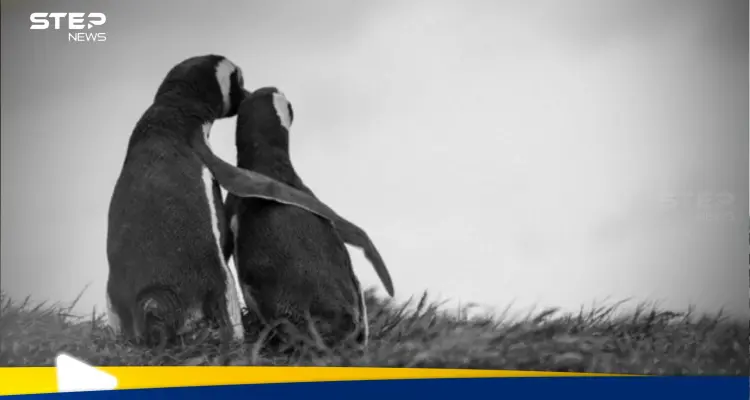 بورورو البطريق الصغير