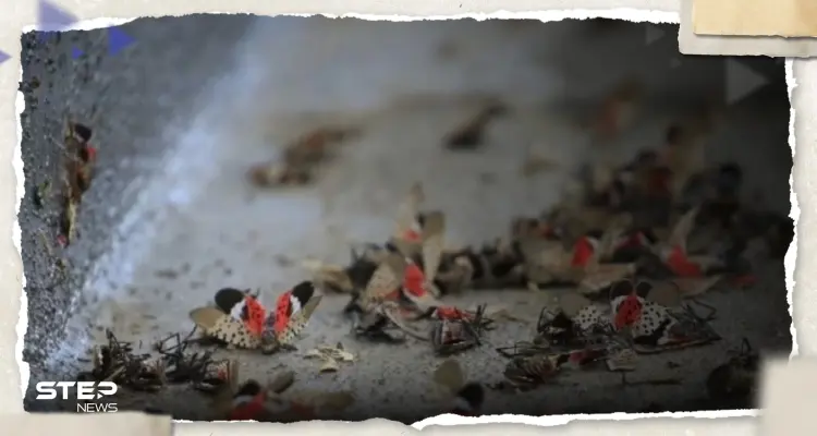 ارتفاع الحرارة في أمريكا يسبب تكاثر حشرات قد تؤدي لـ"كارثة بيئية": أخبار