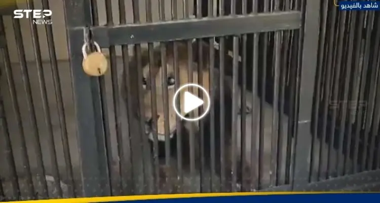 أسد يلتهم رجلاً دخل حظيرته لالتقاط صورة "سيلفي".. وفيديو لمكان الحادث: أخبار