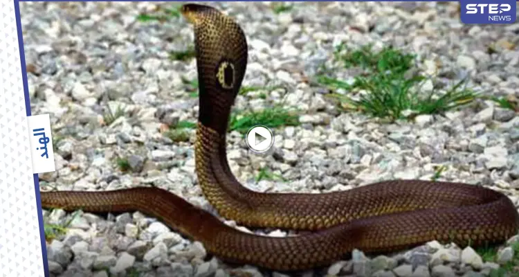 بالفيديو|| أفعى سامة تبعث الخوف في قلب صياد الثعابين أثناء محاولة إخراجها من منزل وتباغته بمفاجأة غير سارة: أخبار