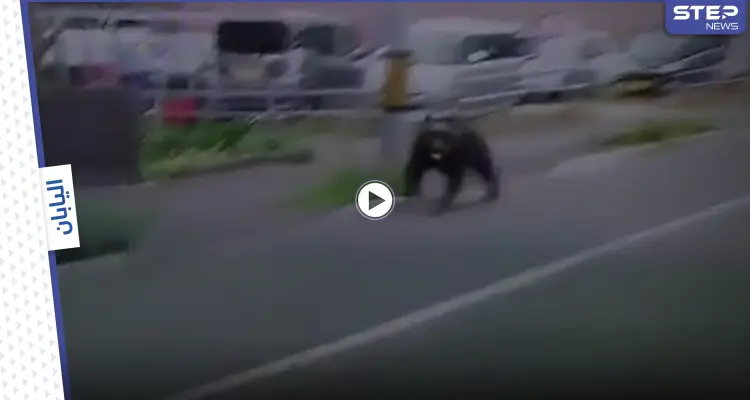 بالفيديو|| دب غاضب يقتحم معسكراً في اليابان ويصيب 4 أشخاص والسلطات تطلق النار عليه: أخبار