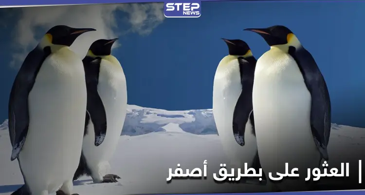 اكتشاف بطريق أصفر فريد من نوعه جنوب المحيط الأطلسي: أخبار