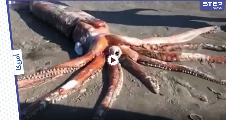 رصد مخلوق غامض "بحجم الإنسان" بأعماق البحار يسبح حول سفينة غارقة والعلماء يحددون ماهيته (فيديو وصور): أخبار