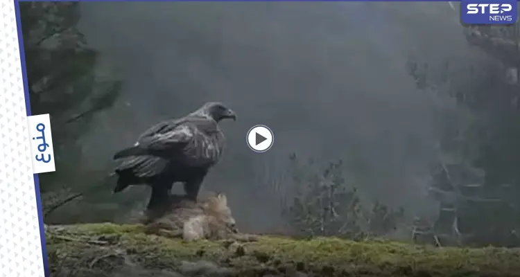 بالفيديو|| النسر الذهبي الجارح يحمل بين مخالبه ثعلباً بالغاً ويطير به عالياً في مشهد رائع: أخبار