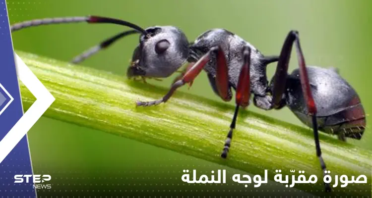 شاهد|| مصور يلتقط صورة مقرّبة لوجه النملة "ستجعلك ترى الكوابيس": أخبار