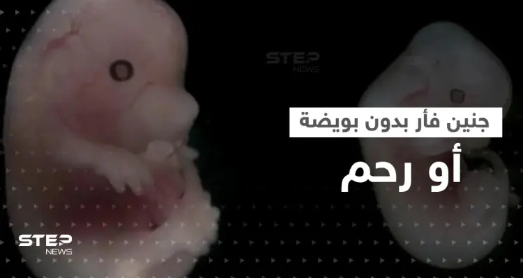 بسابقة علمية.. علماء يطوّرون جنين فأر بقلب نابض في المختبر بدون بويضة أو رحم: أخبار