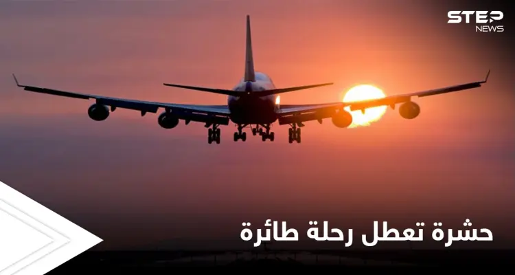 حشرة تظهر كل 17 عام تعطل رحلة طائرة أمريكية ومصادر تكشف التفاصيل: أخبار