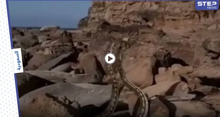 بالفيديو|| أستراليا.. شجار عنيف بين ثعابين ضخمة بعد انزلاقها بين الصخور يثير صدمة الحاضرين: أخبار