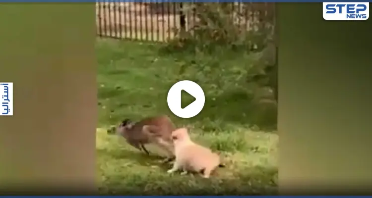 حب ولكن من طرف واحد.. كاميرا توثق لحظات حميمة بين كنغر وكلب في استراليا (فيديو): أخبار