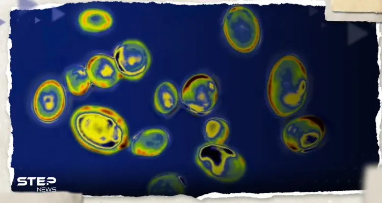 علماء يحذرون من تفشي فطريات قاتلة بسبب التكيف مع الحر: أخبار