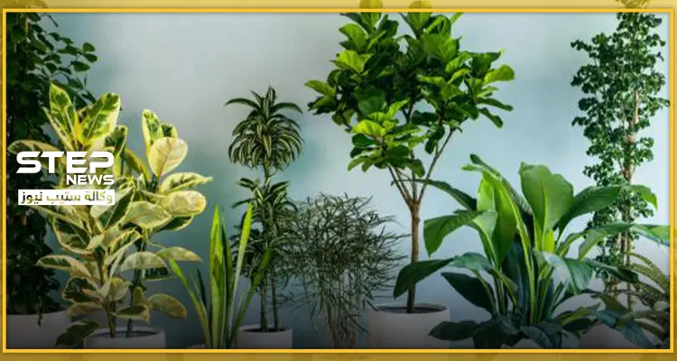 6 انواع من النباتات المنزلية... تعرف عليها: أخبار