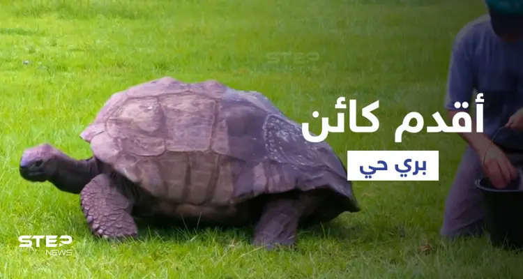 بالفيديو|| أقدم كائن حي على وجه الأرض يكمل عامه الـ 190 في منفى نابليون بونابارت الشهير ويدخل موسوعة غينيس: أخبار