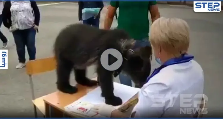 بالفيديو|| حتى الدببة الروسية شاركت بالتصويت لبوتين في استفتاء بقائه بحكم روسيا حتى عام 2036: أخبار